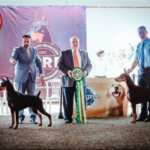 kcgbh-dobermann7
