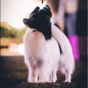 kcgbh-dogs